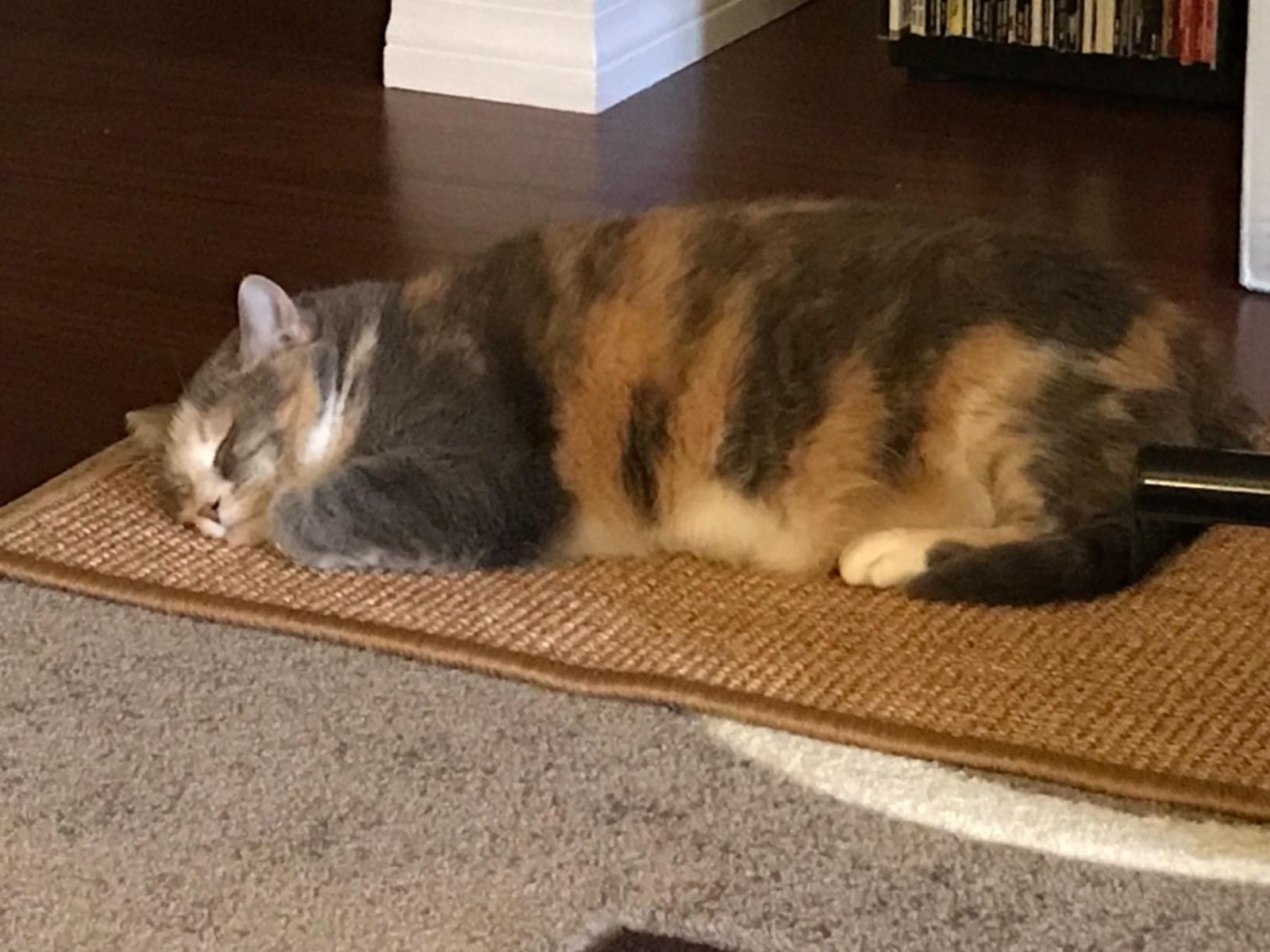 FUKUMARU Cat Scratcher Mat. 23.6 X 15.7 Inch Natural Sisal Cat Scratch Mats. Horizontal Cat Floor Scratching Pad Rug with Sticky Tapes. Protect Couch and Carpets photo review