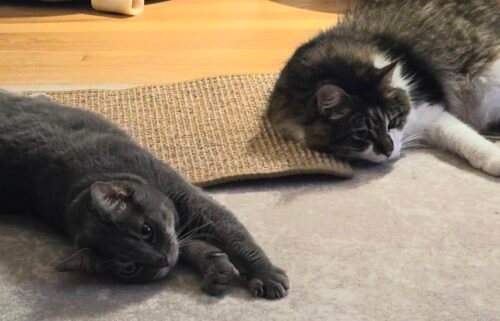 FUKUMARU Cat Scratcher Mat. 23.6 X 15.7 Inch Natural Sisal Cat Scratch Mats. Horizontal Cat Floor Scratching Pad Rug with Sticky Tapes. Protect Couch and Carpets photo review