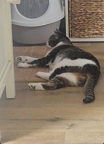 FUKUMARU Cat Scratcher Mat. 23.6 X 15.7 Inch Natural Sisal Cat Scratch Mats. Horizontal Cat Floor Scratching Pad Rug with Sticky Tapes. Protect Couch and Carpets photo review