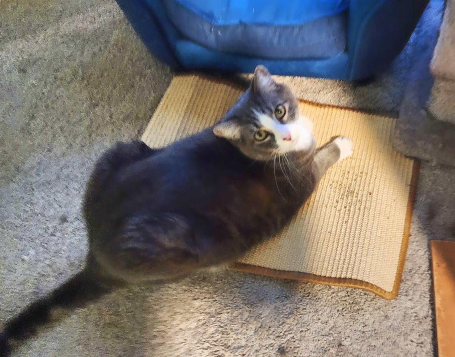 FUKUMARU Cat Scratcher Mat. 23.6 X 15.7 Inch Natural Sisal Cat Scratch Mats. Horizontal Cat Floor Scratching Pad Rug with Sticky Tapes. Protect Couch and Carpets photo review