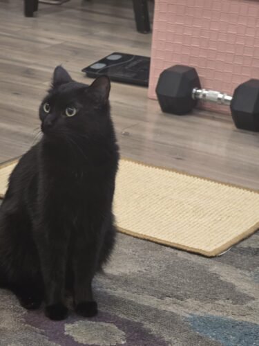 FUKUMARU Cat Scratcher Mat. 23.6 X 15.7 Inch Natural Sisal Cat Scratch Mats. Horizontal Cat Floor Scratching Pad Rug with Sticky Tapes. Protect Couch and Carpets photo review