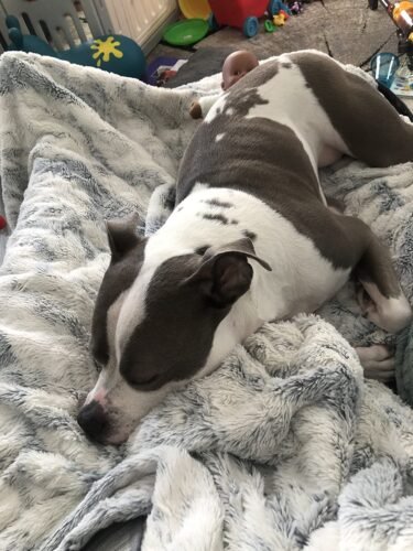 WOOMER Heated Blanket Throw 50 x 60. Electric Blanket Throw with 4 Heating Levels & 4H Auto Off. ETL Certified. Marble Grey Double-Sided Faux Fur. Over-Heat Protect. Machine Washable photo review