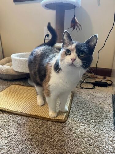 FUKUMARU Cat Scratcher Mat. 23.6 X 15.7 Inch Natural Sisal Cat Scratch Mats. Horizontal Cat Floor Scratching Pad Rug with Sticky Tapes. Protect Couch and Carpets photo review