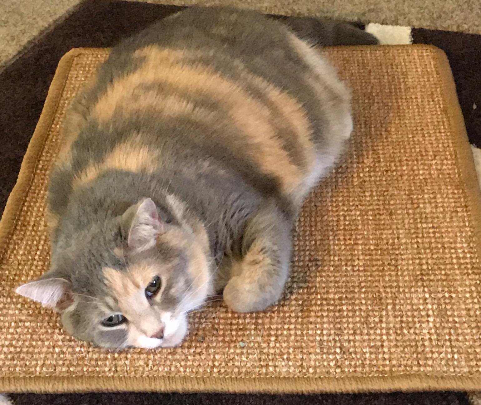 FUKUMARU Cat Scratcher Mat. 23.6 X 15.7 Inch Natural Sisal Cat Scratch Mats. Horizontal Cat Floor Scratching Pad Rug with Sticky Tapes. Protect Couch and Carpets photo review