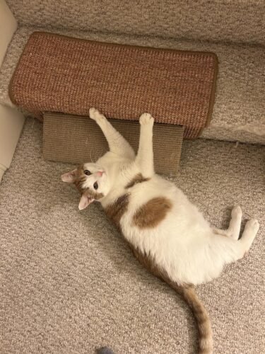 FUKUMARU Cat Scratcher Mat. 23.6 X 15.7 Inch Natural Sisal Cat Scratch Mats. Horizontal Cat Floor Scratching Pad Rug with Sticky Tapes. Protect Couch and Carpets photo review