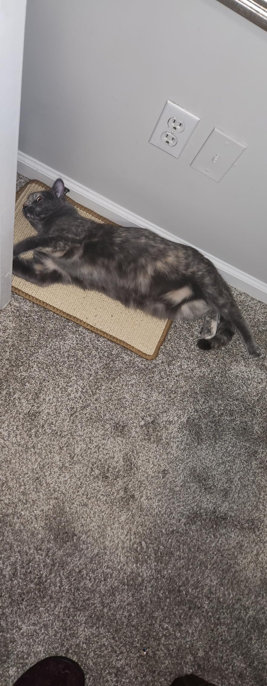 FUKUMARU Cat Scratcher Mat. 23.6 X 15.7 Inch Natural Sisal Cat Scratch Mats. Horizontal Cat Floor Scratching Pad Rug with Sticky Tapes. Protect Couch and Carpets photo review