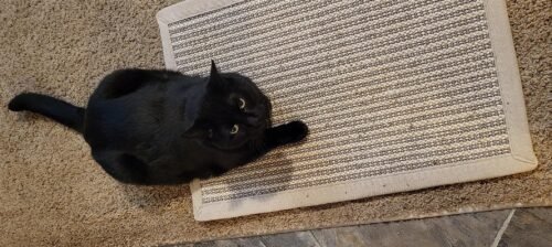 FUKUMARU Cat Scratcher Mat. 23.6 X 15.7 Inch Natural Sisal Cat Scratch Mats. Horizontal Cat Floor Scratching Pad Rug with Sticky Tapes. Protect Couch and Carpets photo review