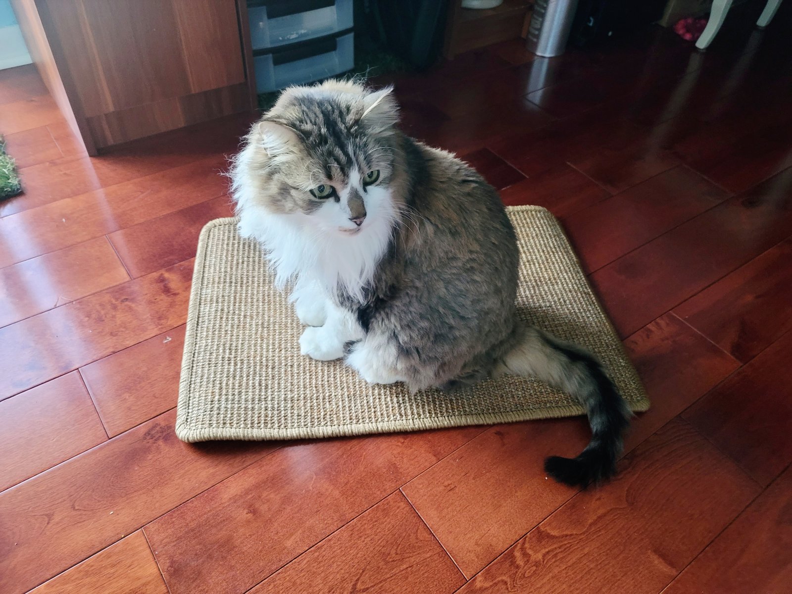 FUKUMARU Cat Scratcher Mat. 23.6 X 15.7 Inch Natural Sisal Cat Scratch Mats. Horizontal Cat Floor Scratching Pad Rug with Sticky Tapes. Protect Couch and Carpets photo review