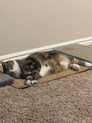 FUKUMARU Cat Scratcher Mat. 23.6 X 15.7 Inch Natural Sisal Cat Scratch Mats. Horizontal Cat Floor Scratching Pad Rug with Sticky Tapes. Protect Couch and Carpets photo review